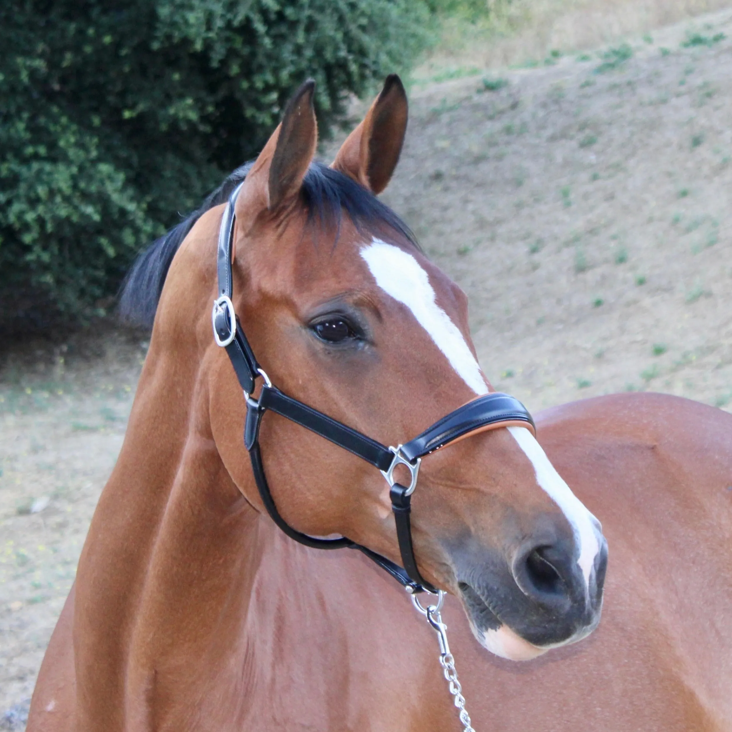 Tuscany Black Leather Halter with Cognac Padding