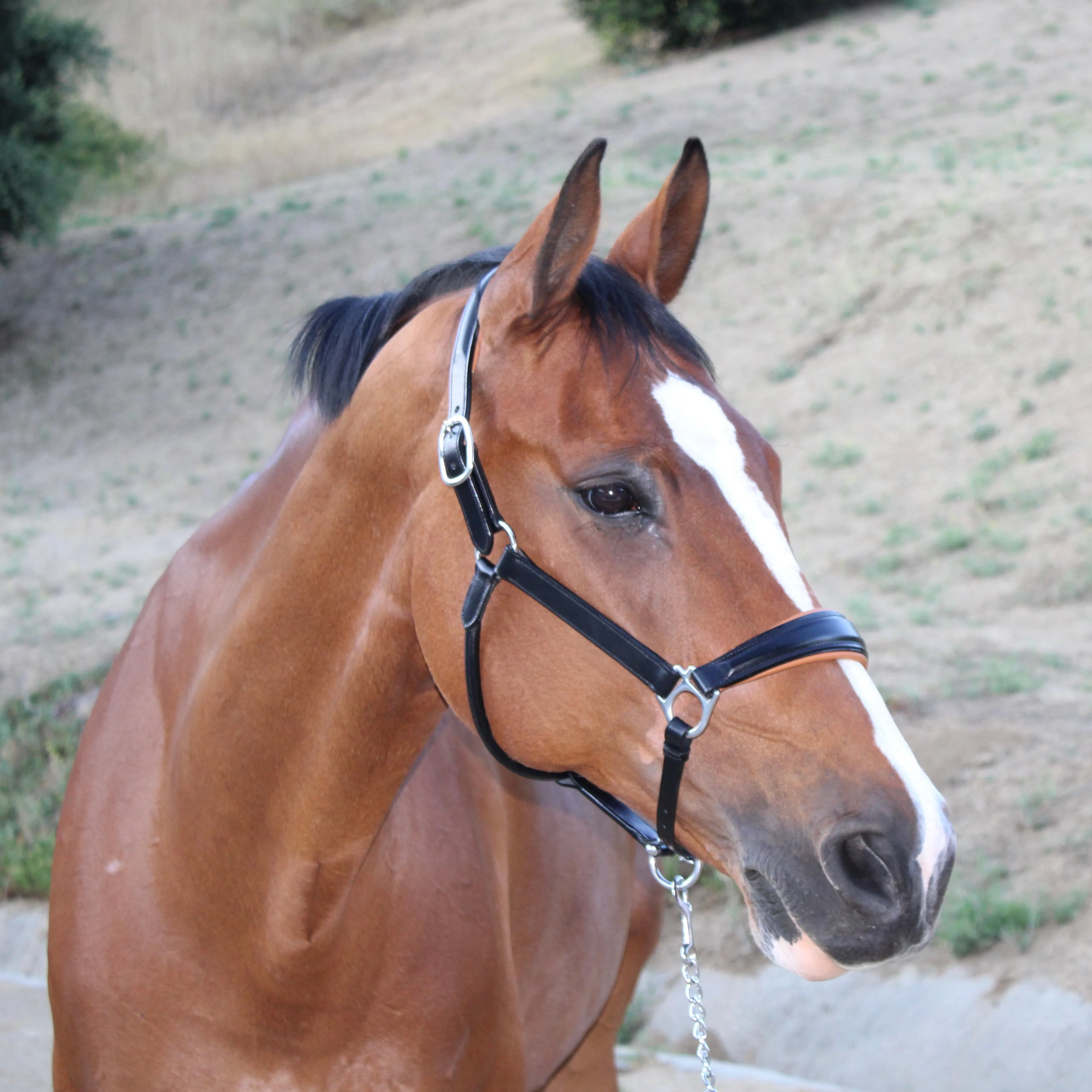 Tuscany Black Leather Halter with Cognac Padding